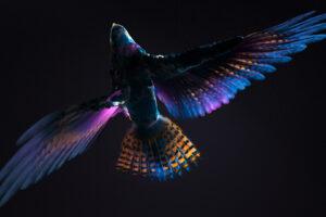 Colorful CGI Bird2092915768